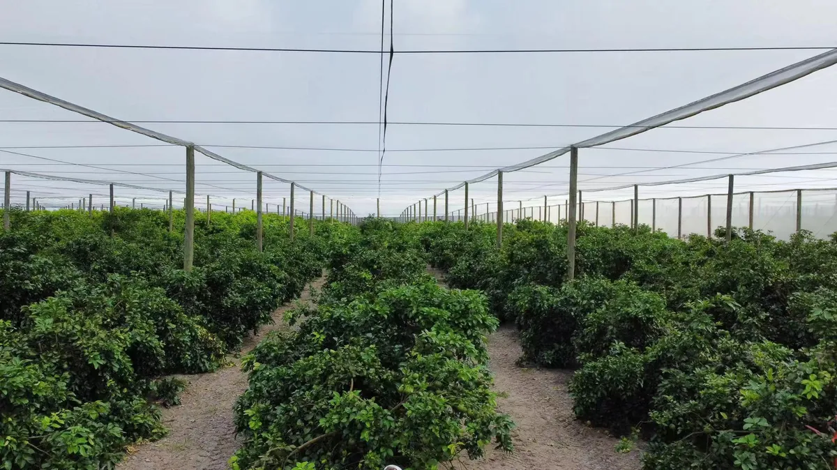 Shade netting stretched over rows of a cultivated field